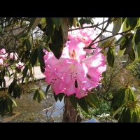 Rhododendron - Rhododendron Arboreum (fam Ericacees) (Himalaya, Inde) (01)